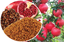 Pomegranate