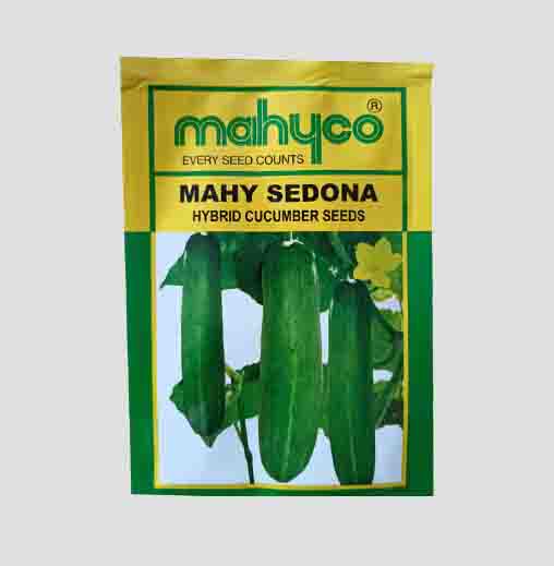 Mahy Sedona Hybrid Cucumber Seeds Mahy Sedona Hybrid Cucumber Seeds