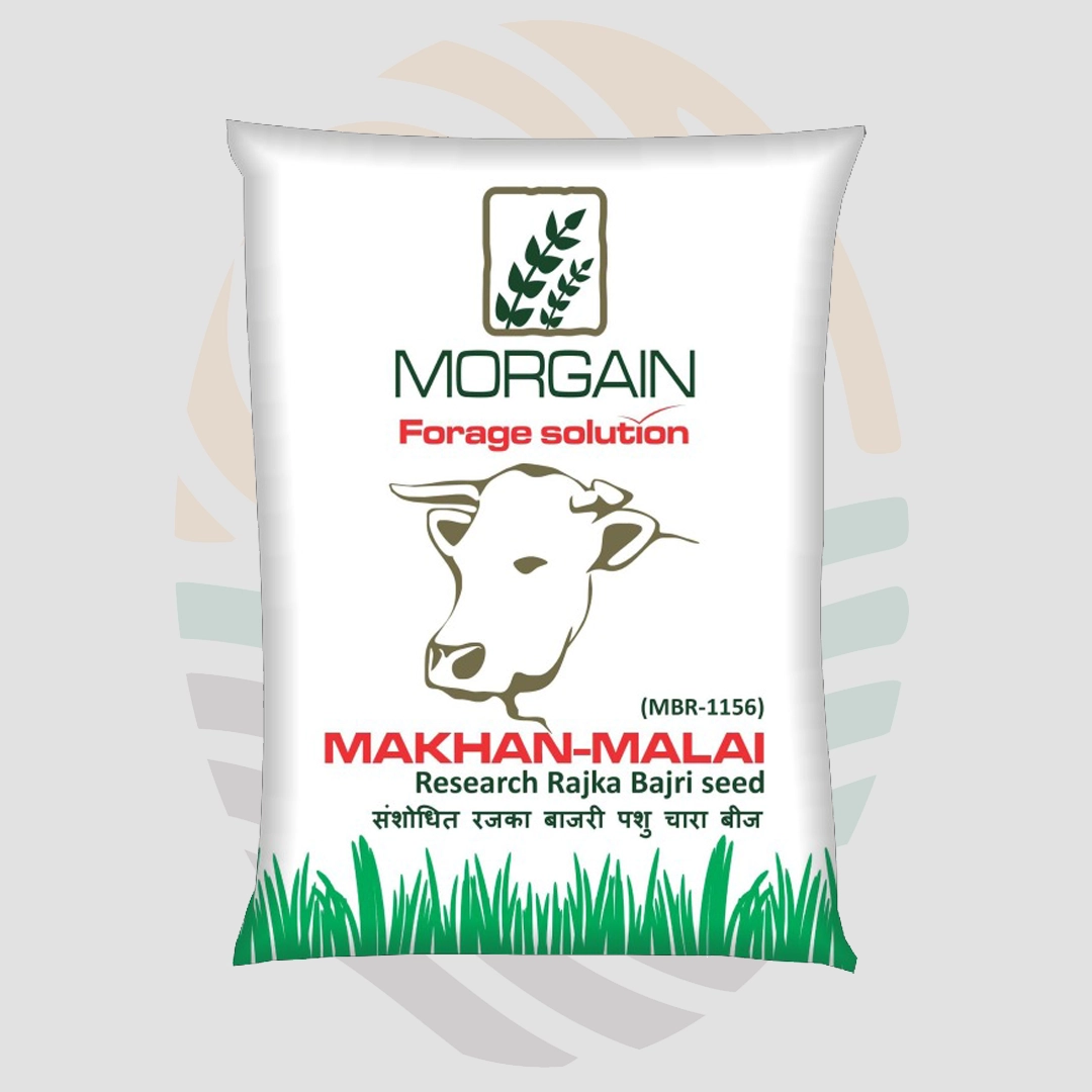Makhan Malai (MBR-1156) RAJKA BAJRI MULTICUT FODDER Seeds