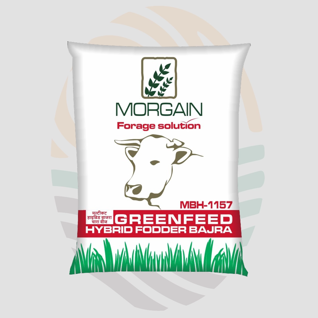 Greenfeed (MBH-1157) MULTICUT FODDER BAJRA F1 Hybrid Seeds