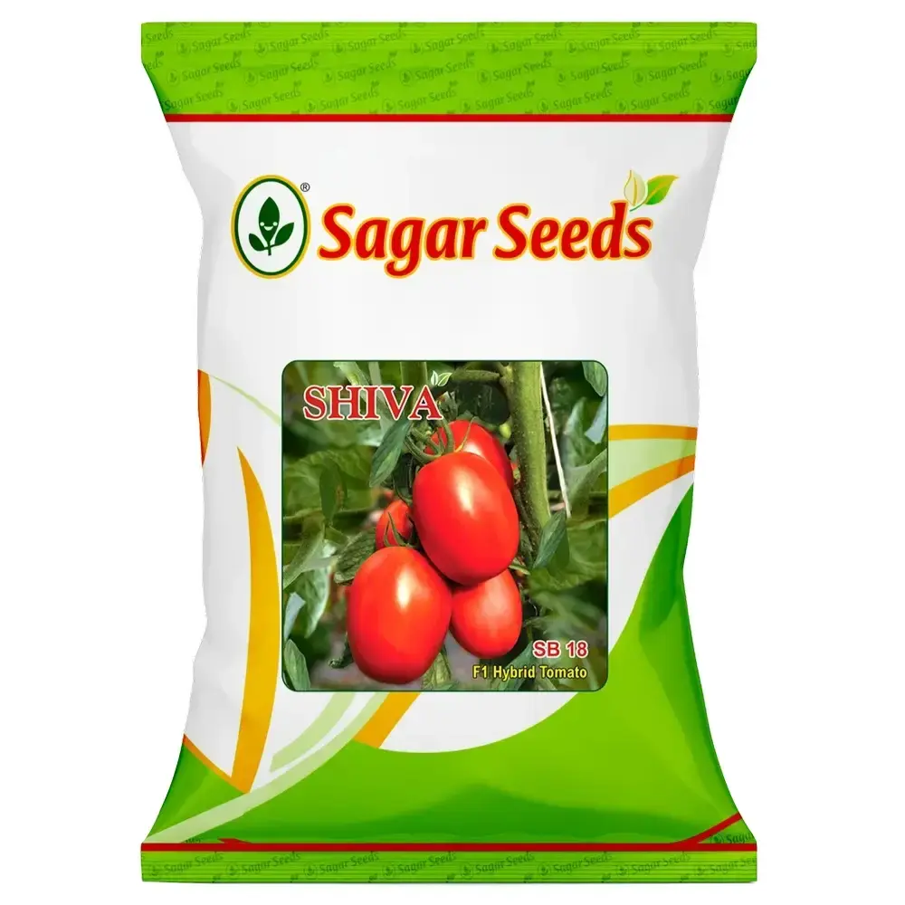 Sagar Shiva F1 Hybrid Tomato Seeds, High Yield, TOCLV Resistance, Glossy Red Fruits (3200 Seeds Pack)