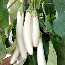 Imported vegetable White Long F1 Hybrid Brinjal  seeds