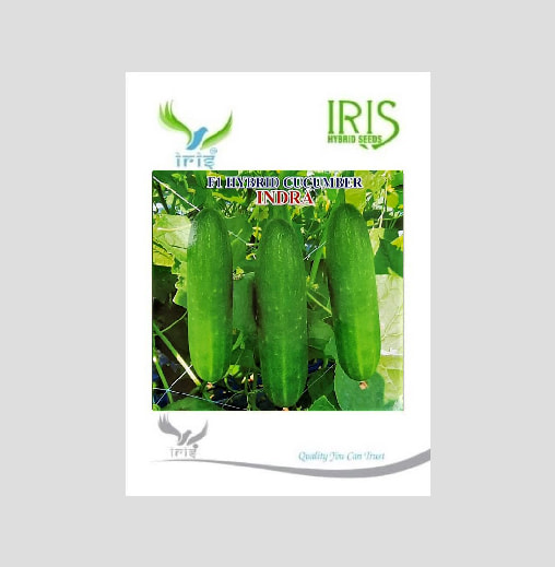 Iris Indra F1 Hybrid Cucumber Seeds