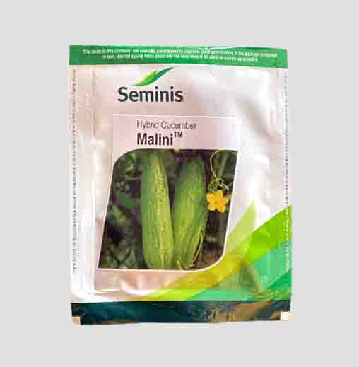 Cucumber-Malini