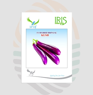 Iris Kush F1 Hybrid Brinjal Seeds