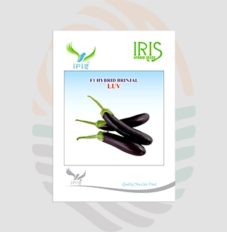 Iris Luv F1 Hybrid Brinjal Seeds