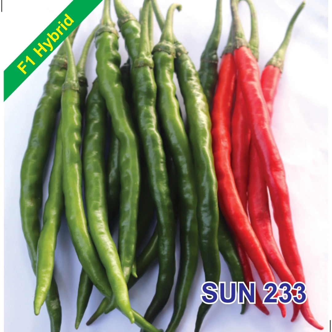 SUN 233 F1 Hybrid Chilli Seeds
