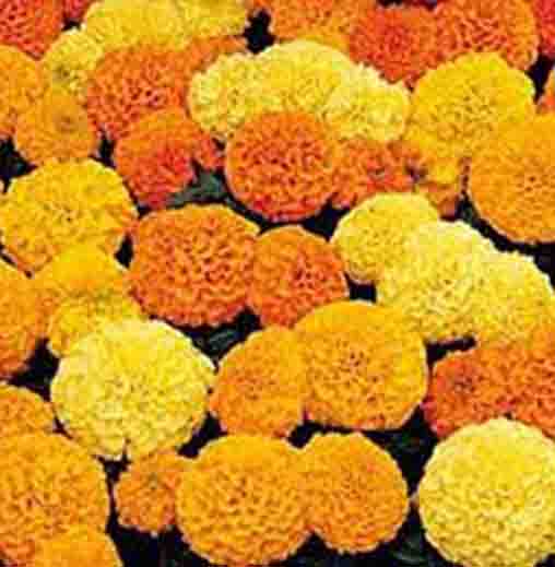 Radha Krishna Marigold - inca seeds
