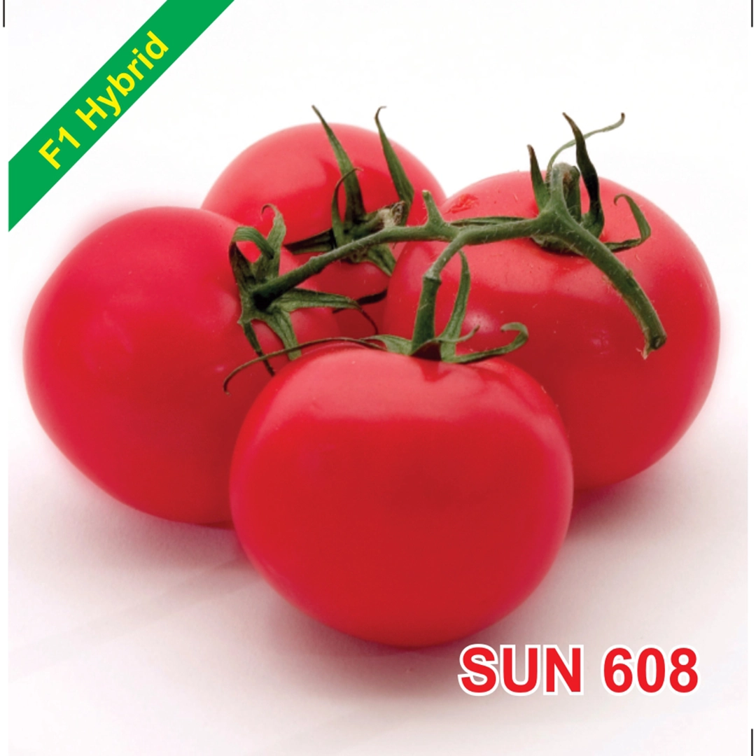 Sun 608 F1 Hybrid Tomato Seeds
