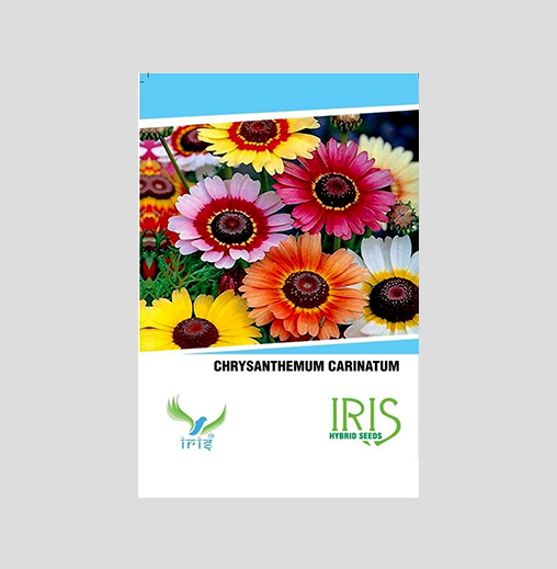 Iris Imported Chrysanthemum Carinatum Seeds