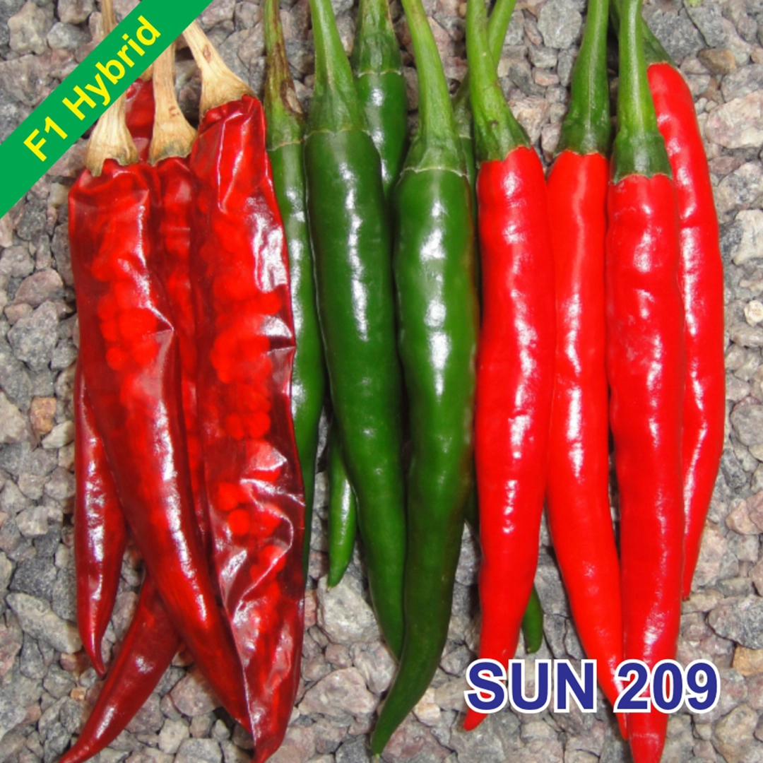 SUN 209 F1 Hybrid Chilli Seeds