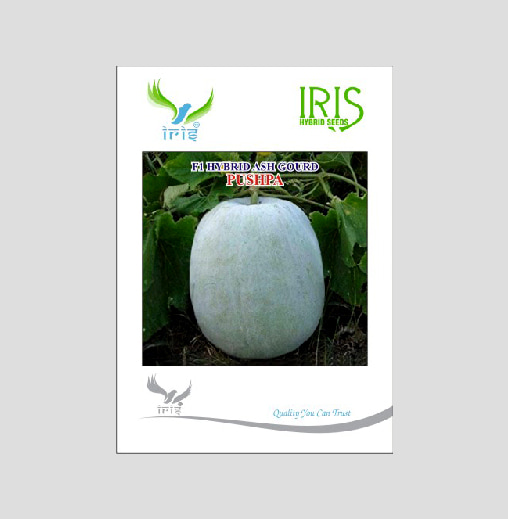 Iris Pushpa F1 Hybrid Ash Gourd Seeds