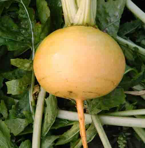 Radha Krishna Turnip Golden Ball Seeds