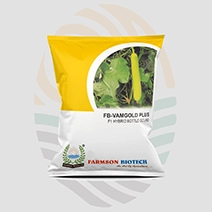 FB-Vamgold Plus F1 Hybrid Bottle Gourd Seeds