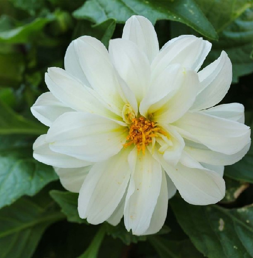 Radha Krishna White Dahlia Hybrid Flower Seeds