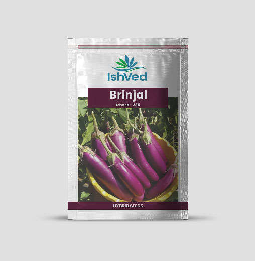 IVBJH - 385 Brinjal Seeds