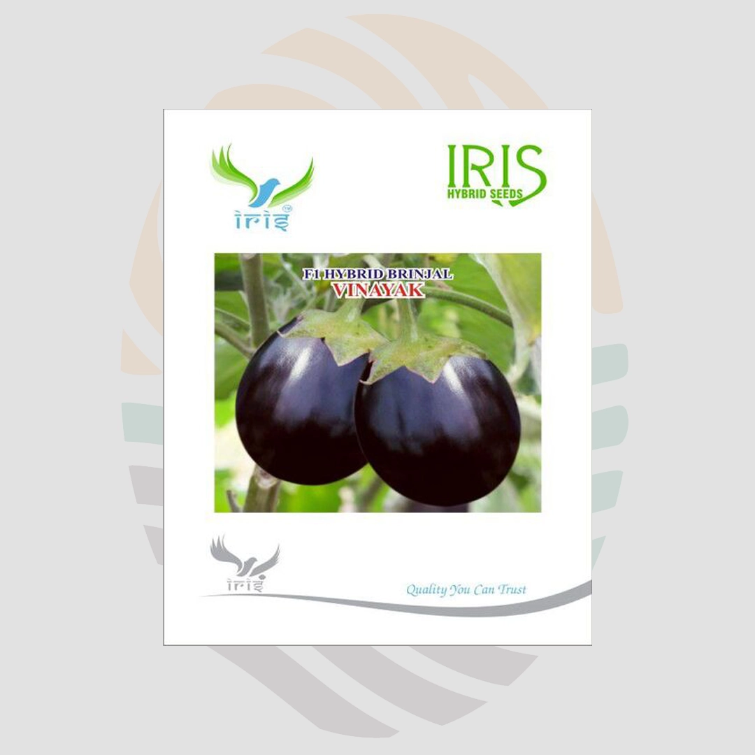 Iris Vinayak F1 Hybrid Brinjal Seeds