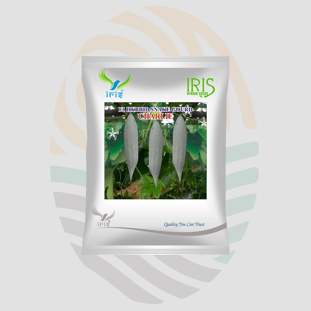 Iris Charlie F1 Hybrid Snake Gourd Seeds