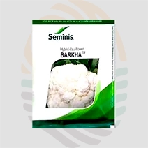 BARKHA Hybrid cauliflower seeds