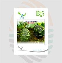 Iris IHS-060 F1 Hybrid Pumpkin Seeds