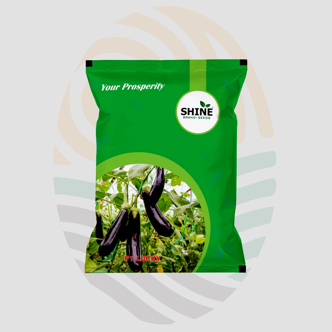 Lucky F1 Hybrid Brinjal Seeds