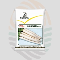 Sonawari F1 Hybrid Radish Seeds