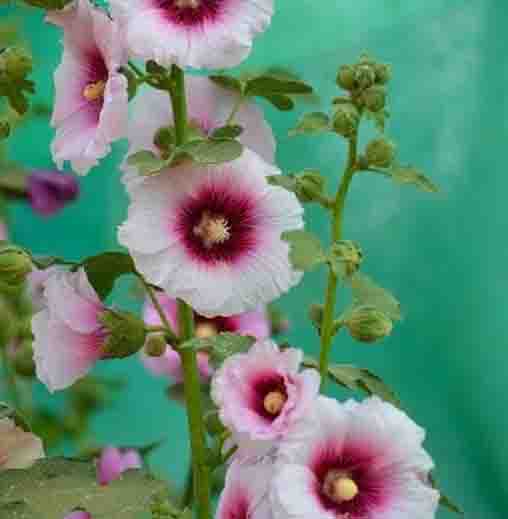 Radha Krishna Hollyhock Flower seeds - Pink Colour