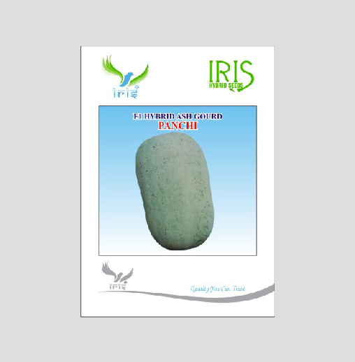 Iris Panchi F1 Hybrid Ash Gourd Seeds