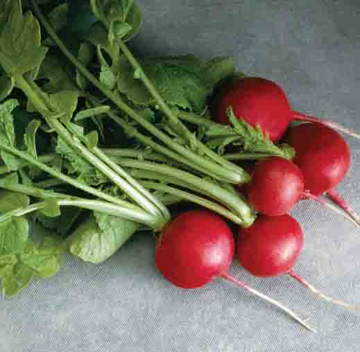 Radha Krishna Radish Red Round Seeds