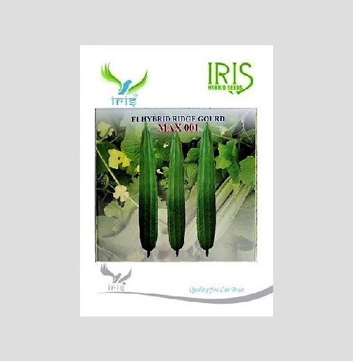 Iris Hybrid Vegetable Seeds F1 Hybrid Ridge Gourd Max001