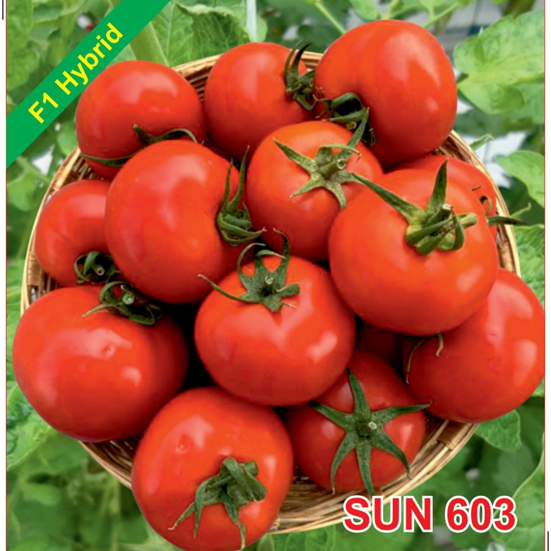 Sun 603 F1 Hybrid Tomato Seeds