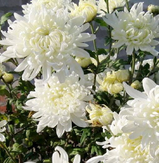 Radha Krishna  White Color Chrysanthemum Hybrid Seeds