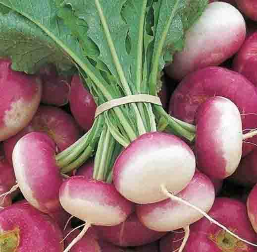 Radha Krishna Turnip PTWG Seeds
