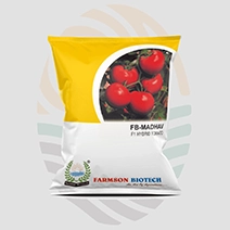 FB-Madhav F1 Hybrid Tomato Seeds