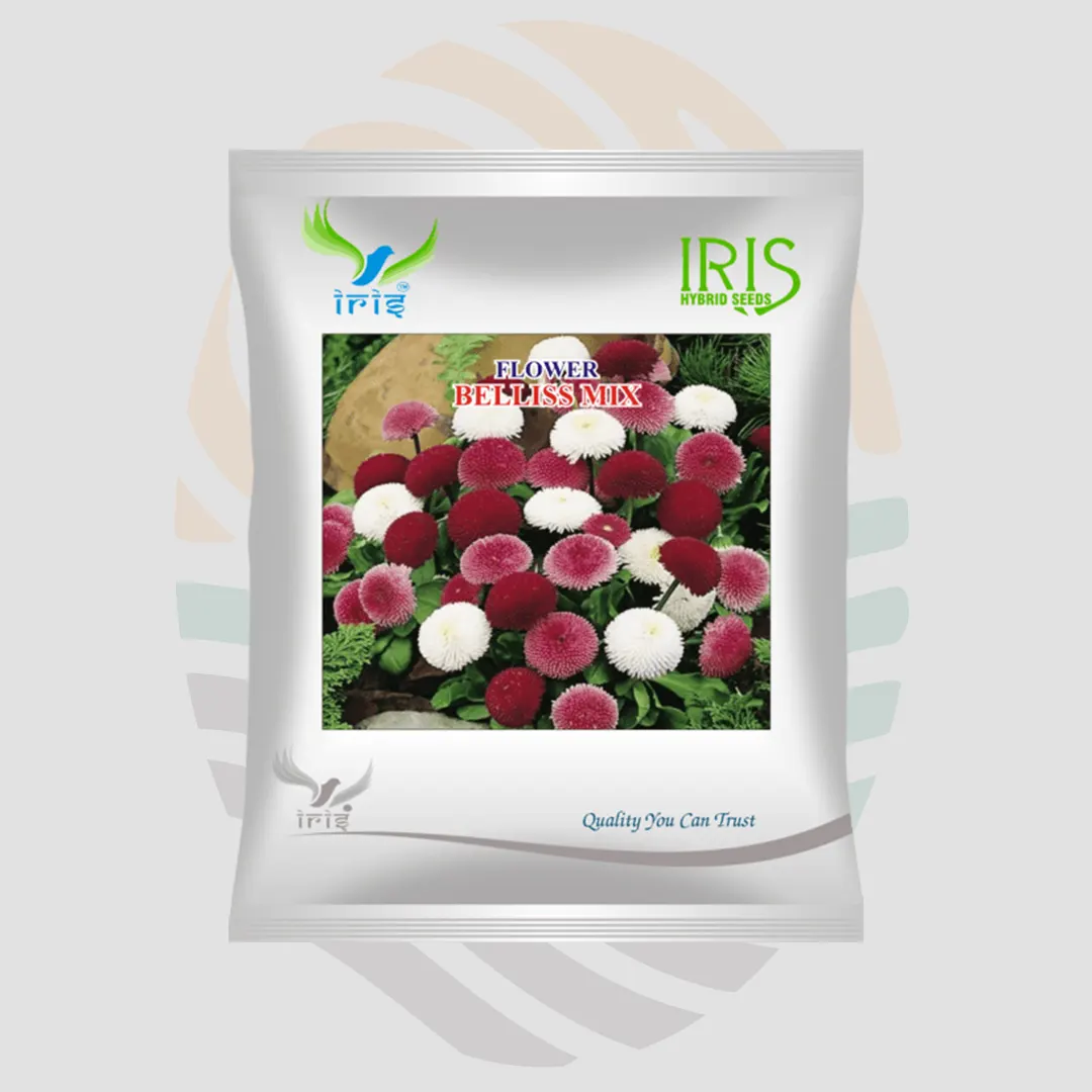Iris OP Imported  Bellis Mix Seeds