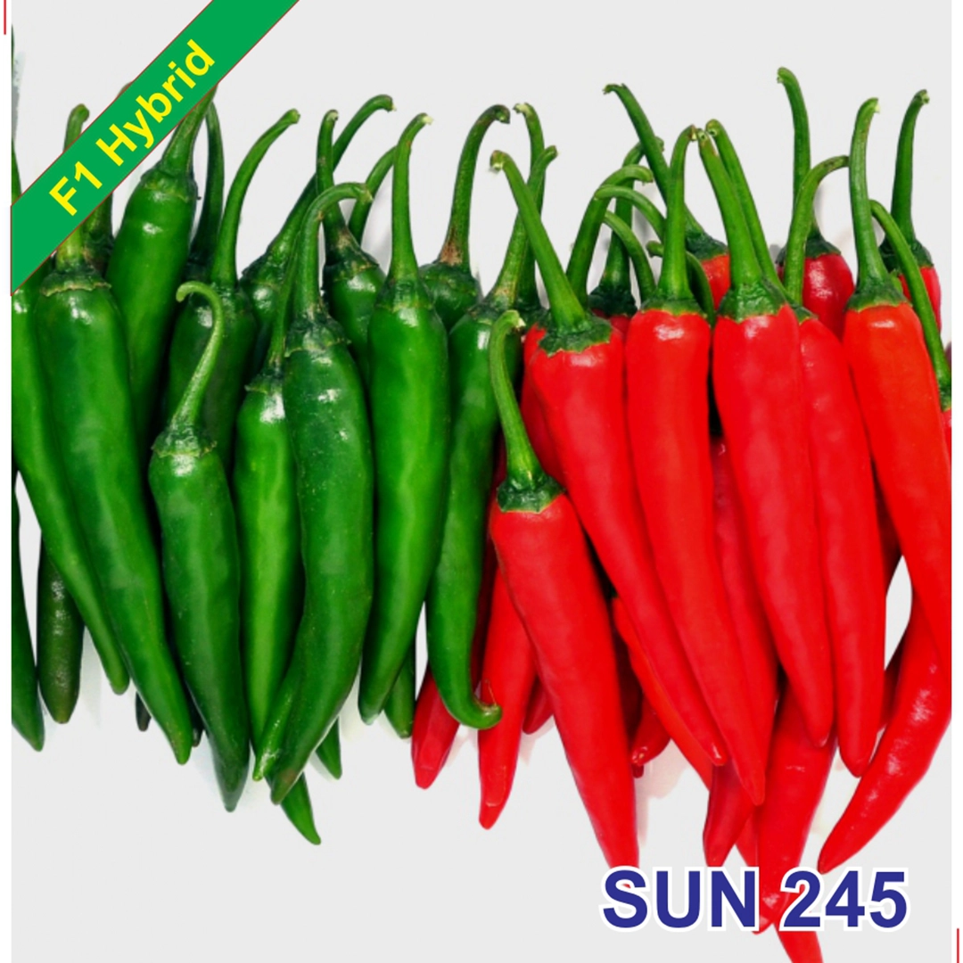 SUN 245 F1 Hybrid Chilli Seeds