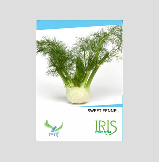 Iris Imported Sweet Fennel Seeds