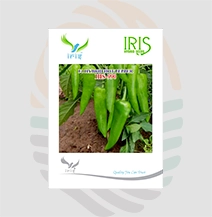 Iris F1 Hybrid IHS-990 Hot Pepper Seeds