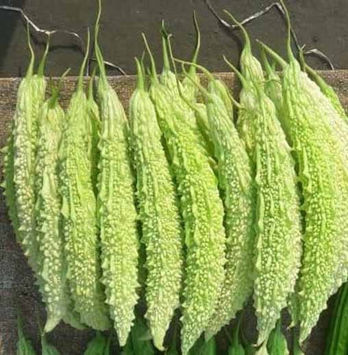 Buy Agricultural Products Online Agri Junction