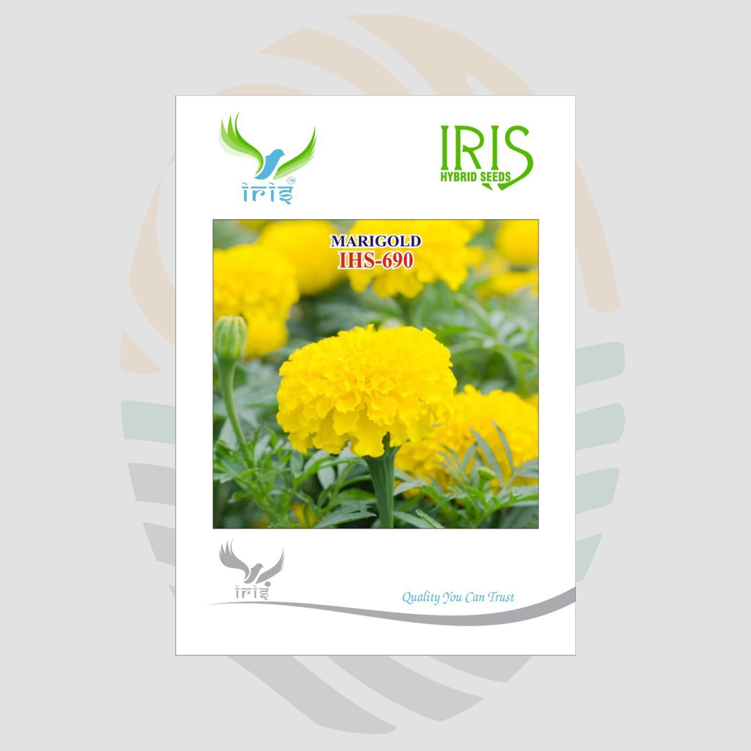 Iris (IHS-690) OP Yellow Marigold Seeds