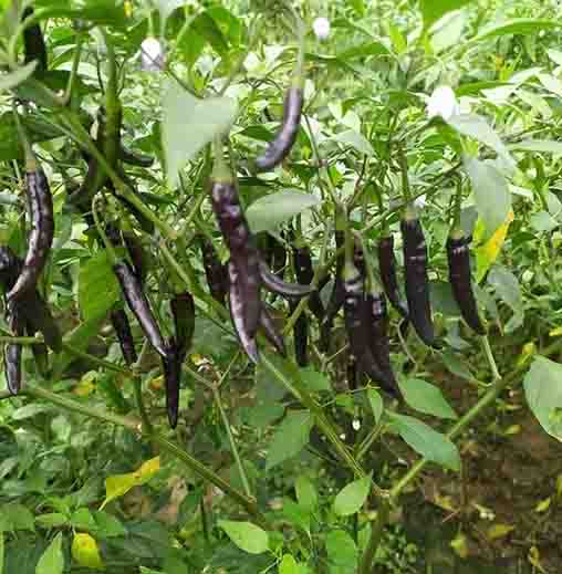 Radha Krishna Black Chillies Seed