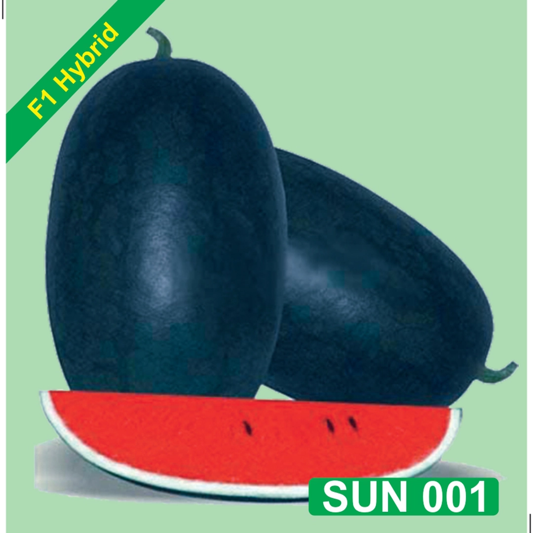 SUN 001 F1 Hybrid Watermelon Seeds