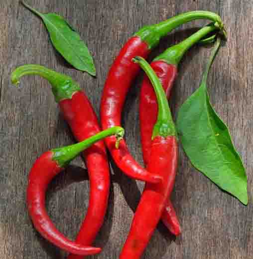 Radha Krishna Chilli Seeds