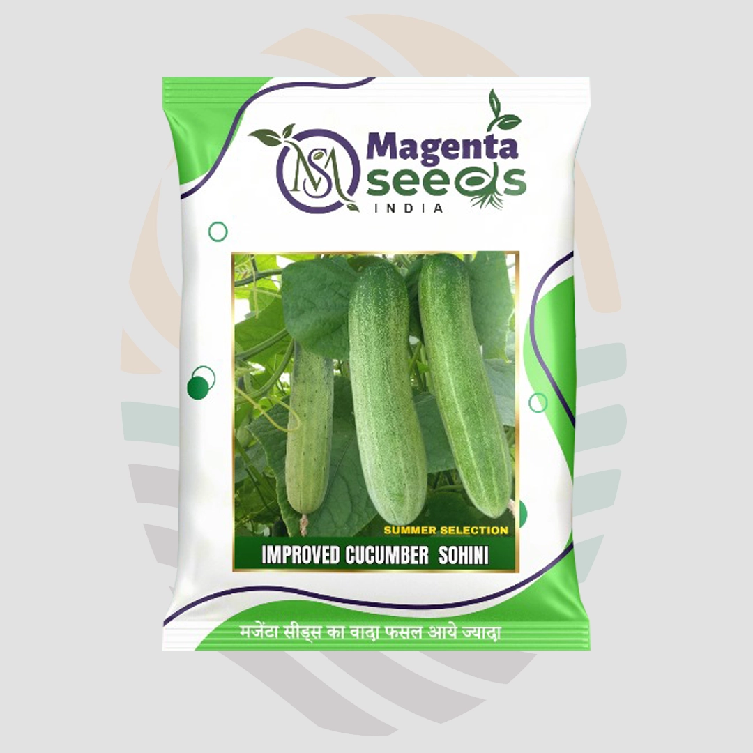 Sohini Improved Cucumber Seeds
