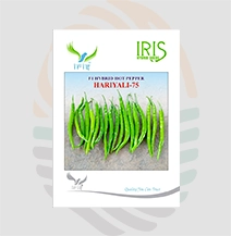 Iris F1 Hybrid Hariyali -75 Hot Pepper Seeds
