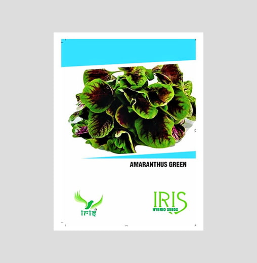 Iris Imported Green Amaranthus Seeds