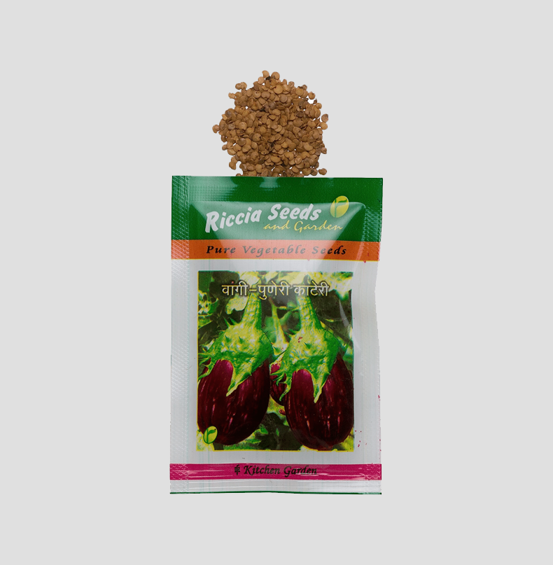 Brinjal Puneri Kateri Seeds