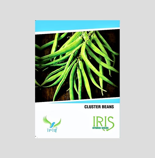 Iris OP Cluster Beans Seeds