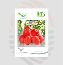 Iris  F1 Hybrid Captain Tomato Seeds