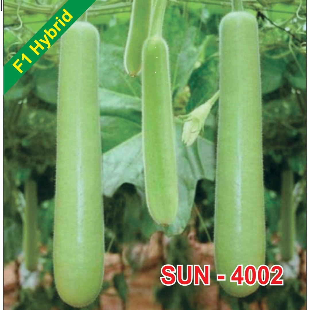 SUN 4002 F1 Hybrid Bottlegourd Seeds